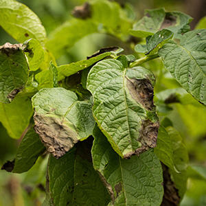 Leaves Plant Of Potato Stricken Phytophthora (Phytophthora Infestans) In Vegetable Garden Close Up.