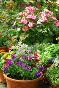 Flowers in pots in the greenhouse