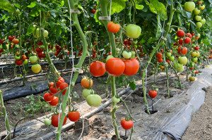 Greenhouse Grown Tomatoes