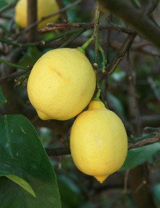 limoni