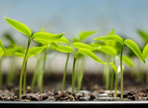 Vegetable sprouts in peat tray