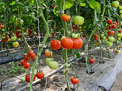 Tomaten anbauen