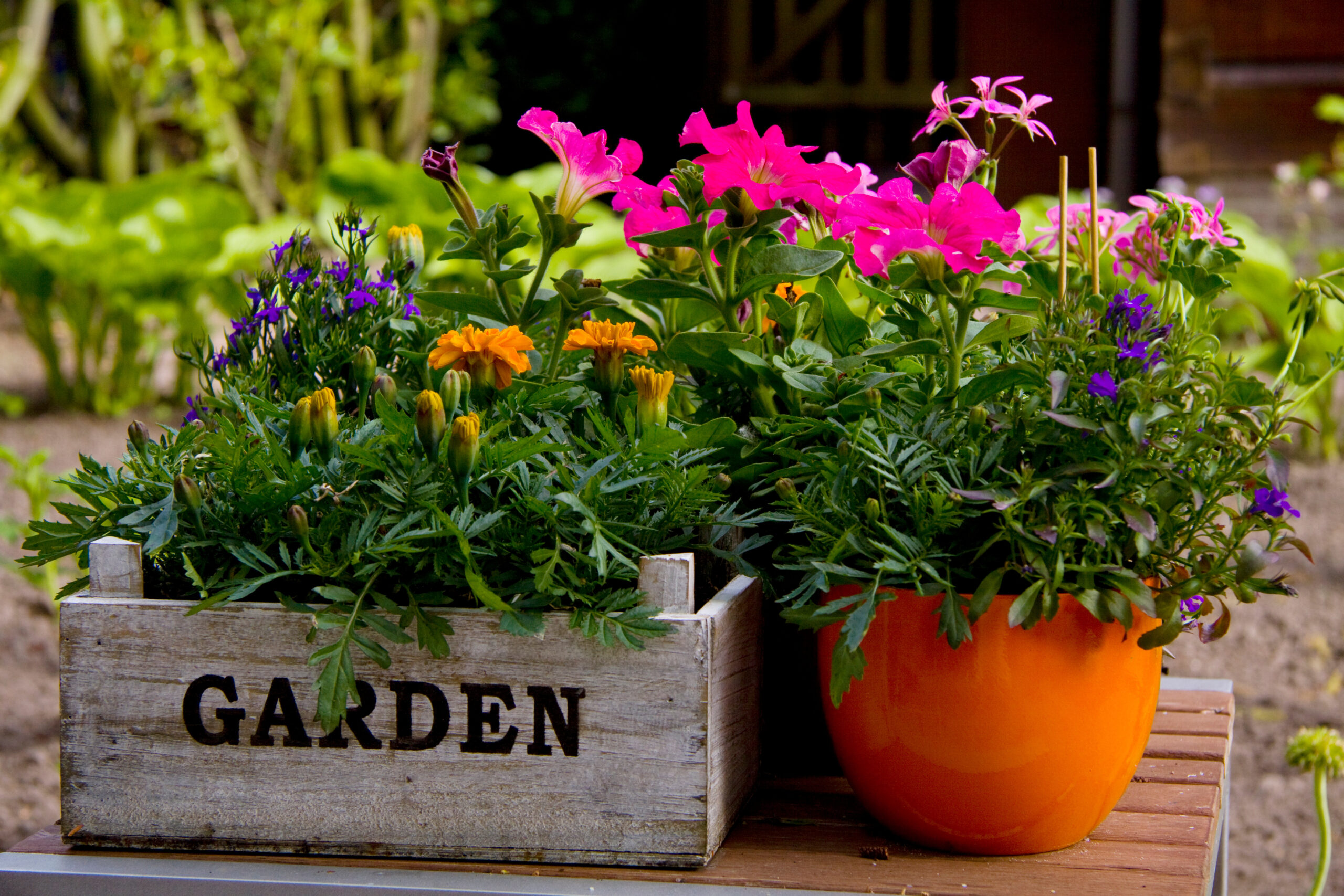 Blumen in Toepfen scaled