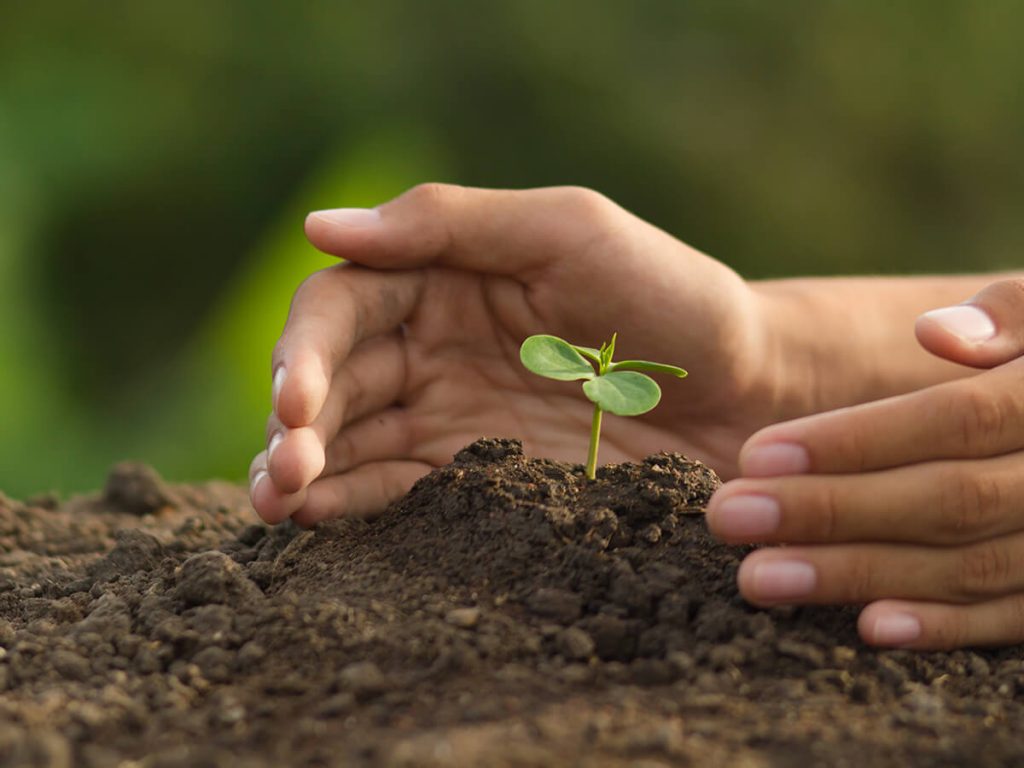 Pflanze absichern 1024x768 1