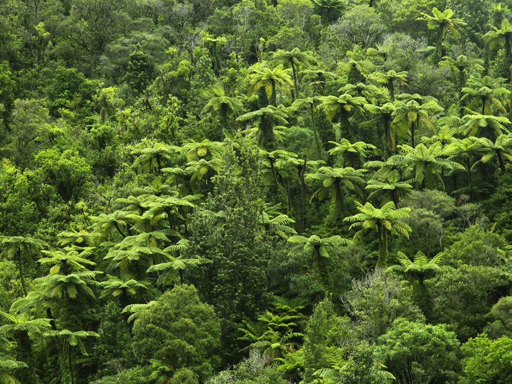 Gewächshaus bepflanzen Wald vor lauter Baeumen 1024x768 1 Wald vor lauter Baeumen 1024x768 1