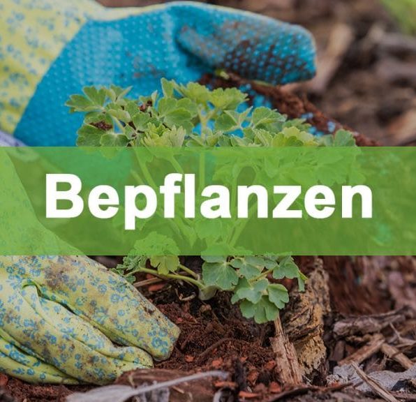 Gewächshaus bepflanzen