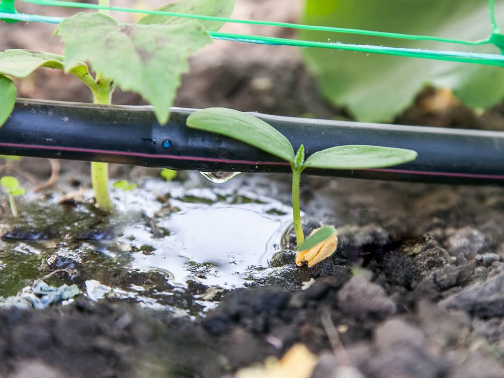 Bewaesserung mit Schlauch 1024x768 1