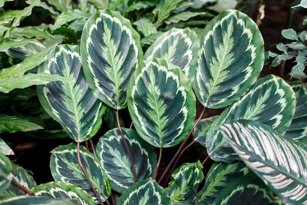 Calathea