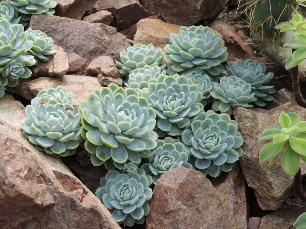 Echeveria