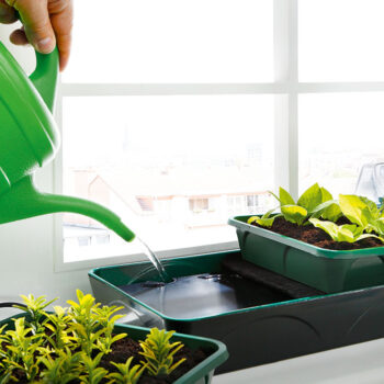 Beheizter Anzuchtkasten "Hollandia" mit den Maßen L 54 x B 21 x H 17 cm – Bild 2