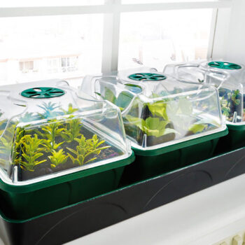 Beheizter Anzuchtkasten "Hollandia" mit den Maßen L 54 x B 21 x H 17 cm