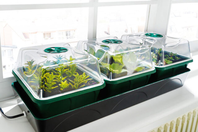 Beheizter Anzuchtkasten "Hollandia" mit den Maßen L 54 x B 21 x H 17 cm