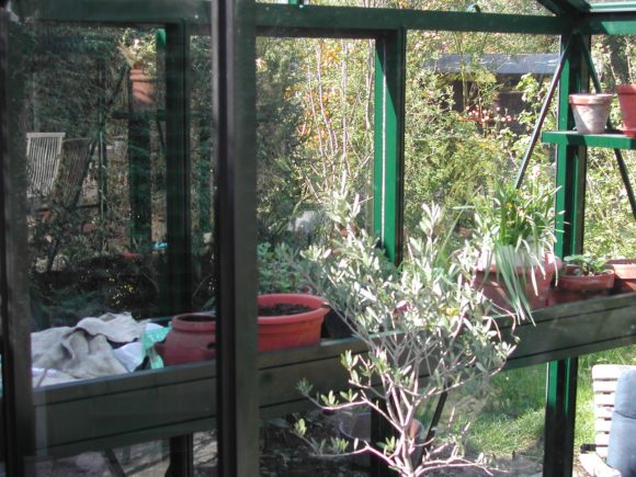 Viktorianisches Gewächshaus (Senior pulverbeschichtet SP36)