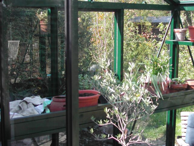 Viktorianisches Gewächshaus (Senior pulverbeschichtet SP36)