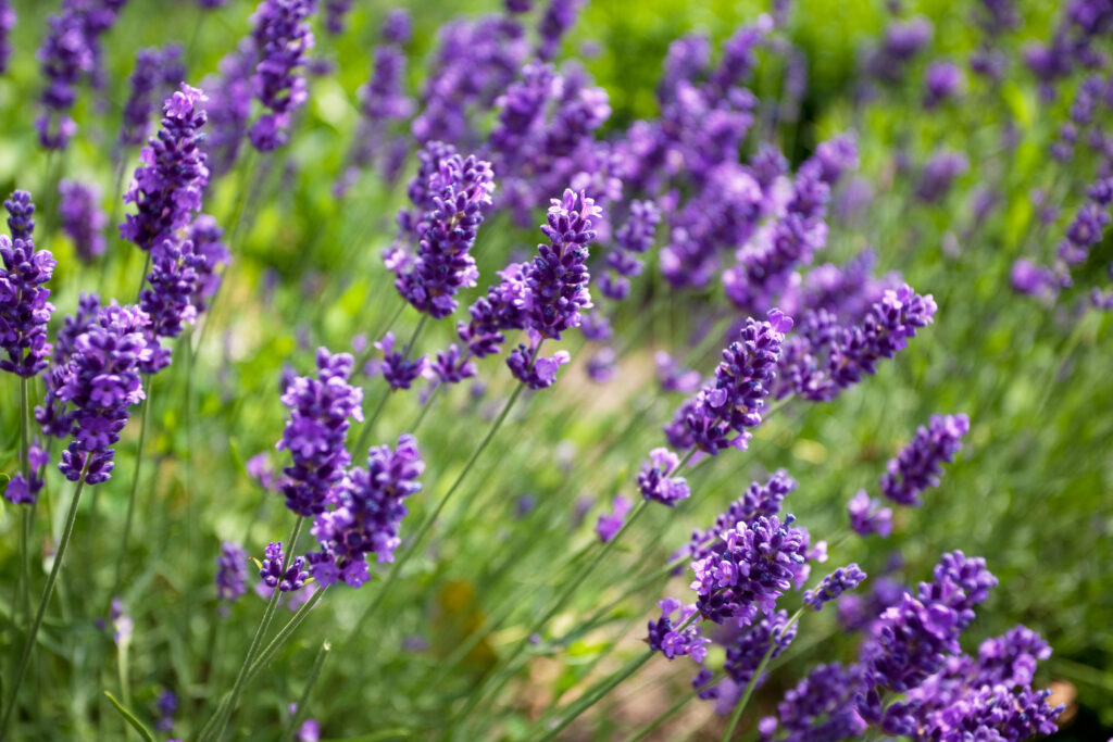 Lavendel