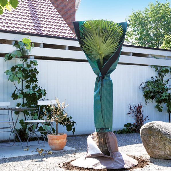 Palmen im Gewächshaus überwintern Palmenschutz 1 Palmen im Gewächshaus überwintern