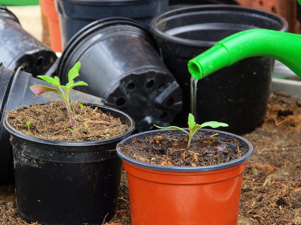 Pflanzen an der Wurzel giessen 1024x768 1