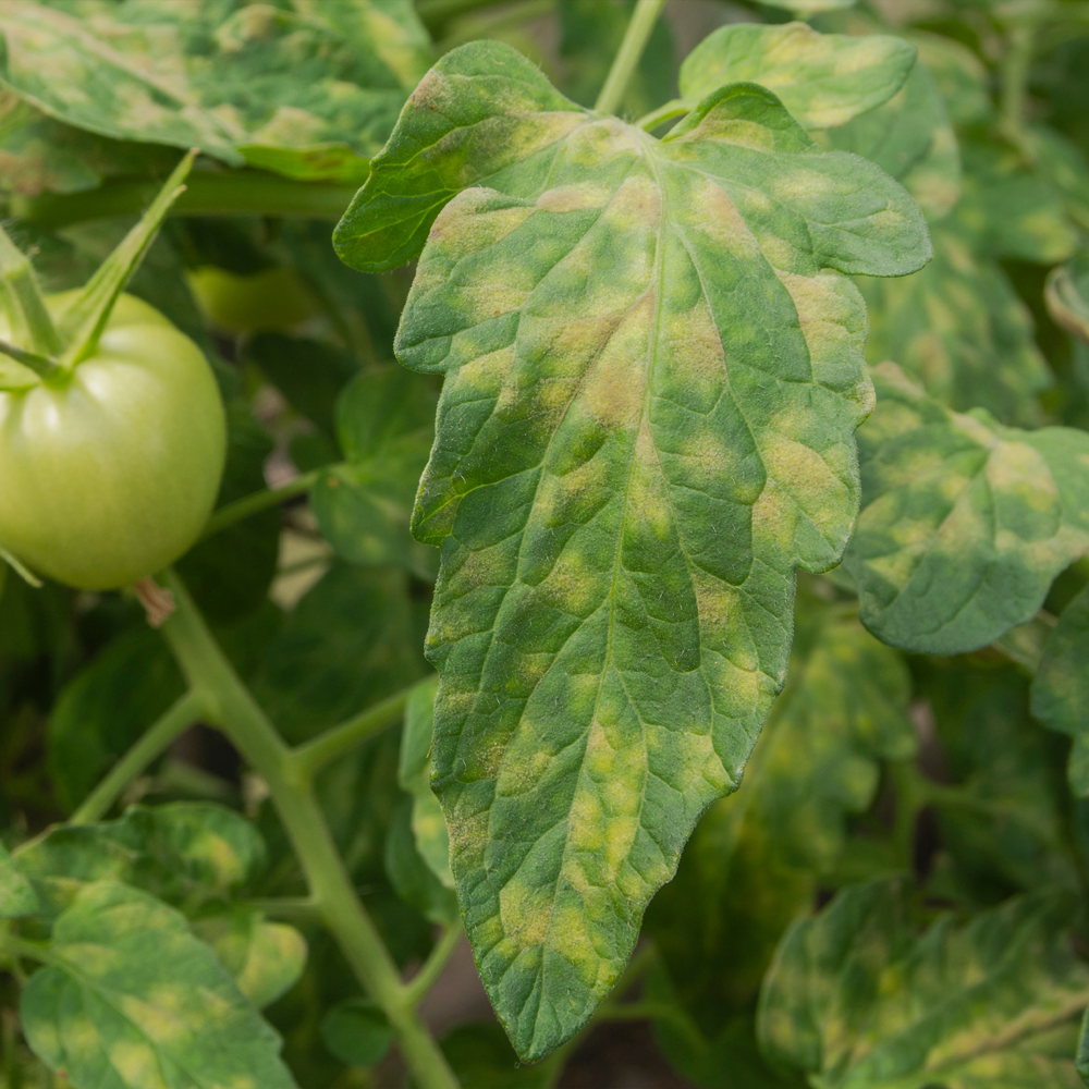 Samtfleckenkrankheit