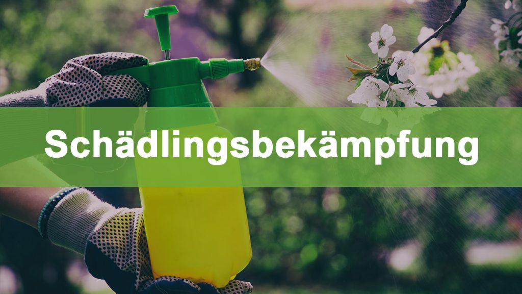 Schädlingsbekämpfung im Gewächshaus