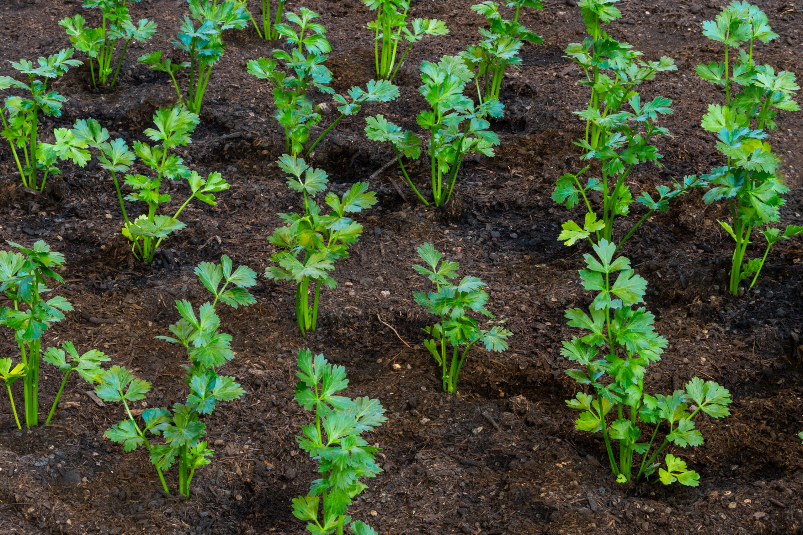 Sellerie-Setzlinge im Beet