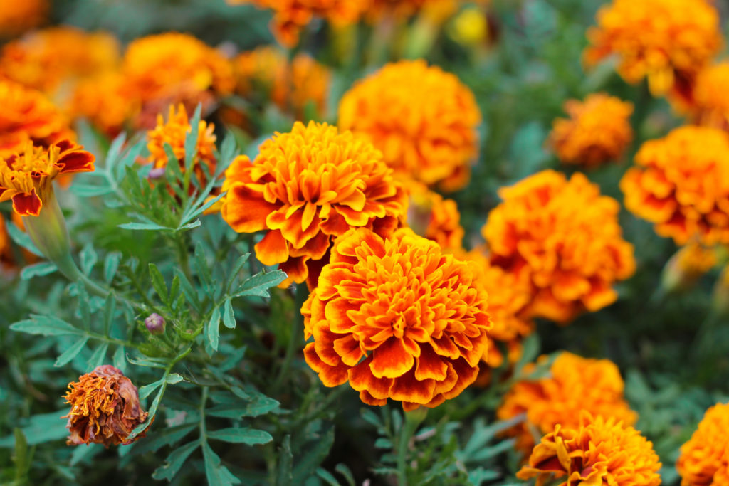 Tagetes