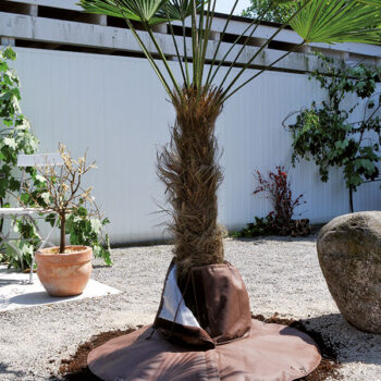Wurzelschutz für Palmen H 30 cm Stamm Ø bis 100 cm