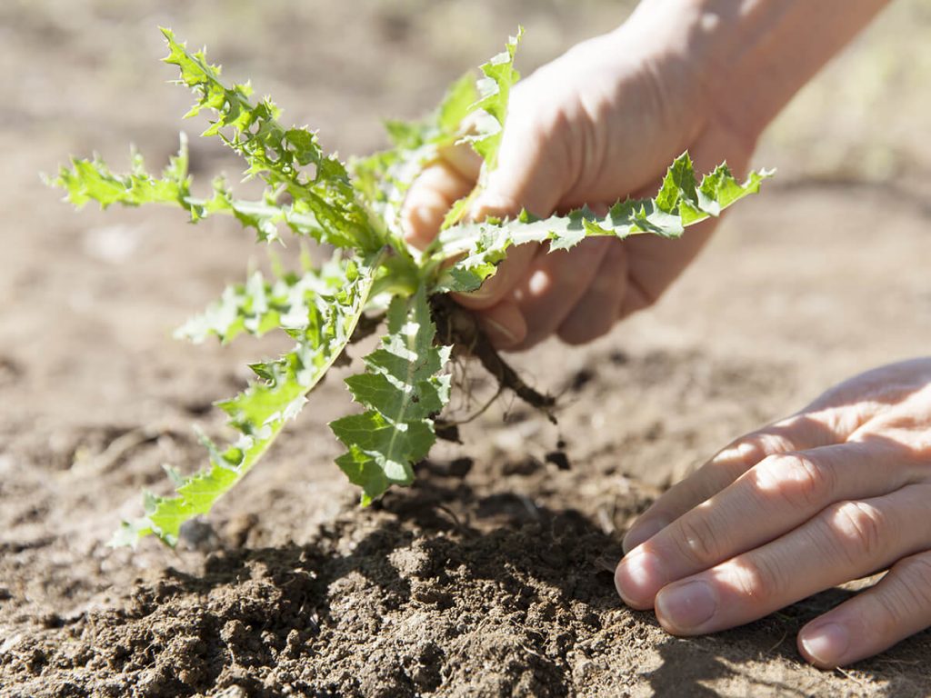 entferntes Unkraut 1024x768 1