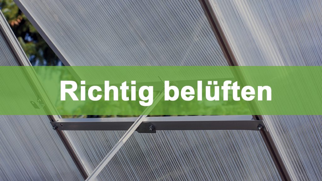 Gewächshaus richtig belüften: So gelingt es perfekt