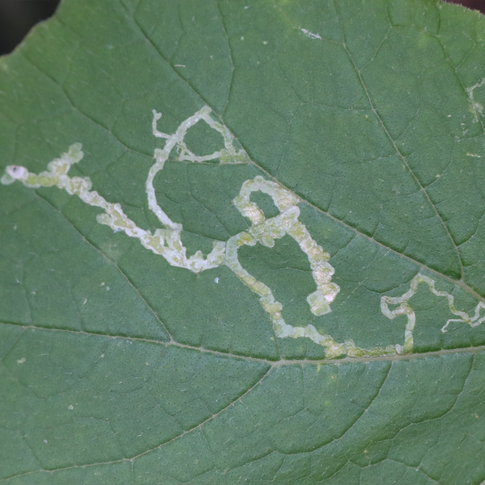 schaden minierfliegen