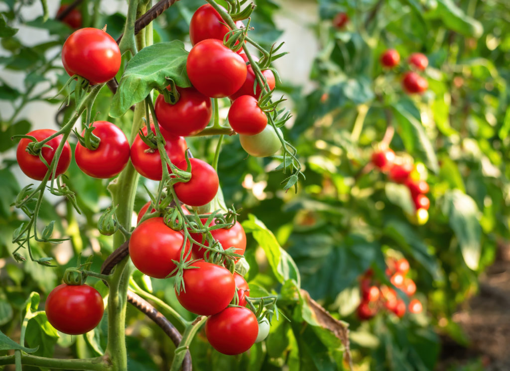 Erntezeiten im Gewächshaus tomatenpflanzen Tomatenpflanzen mit reifen Früchten