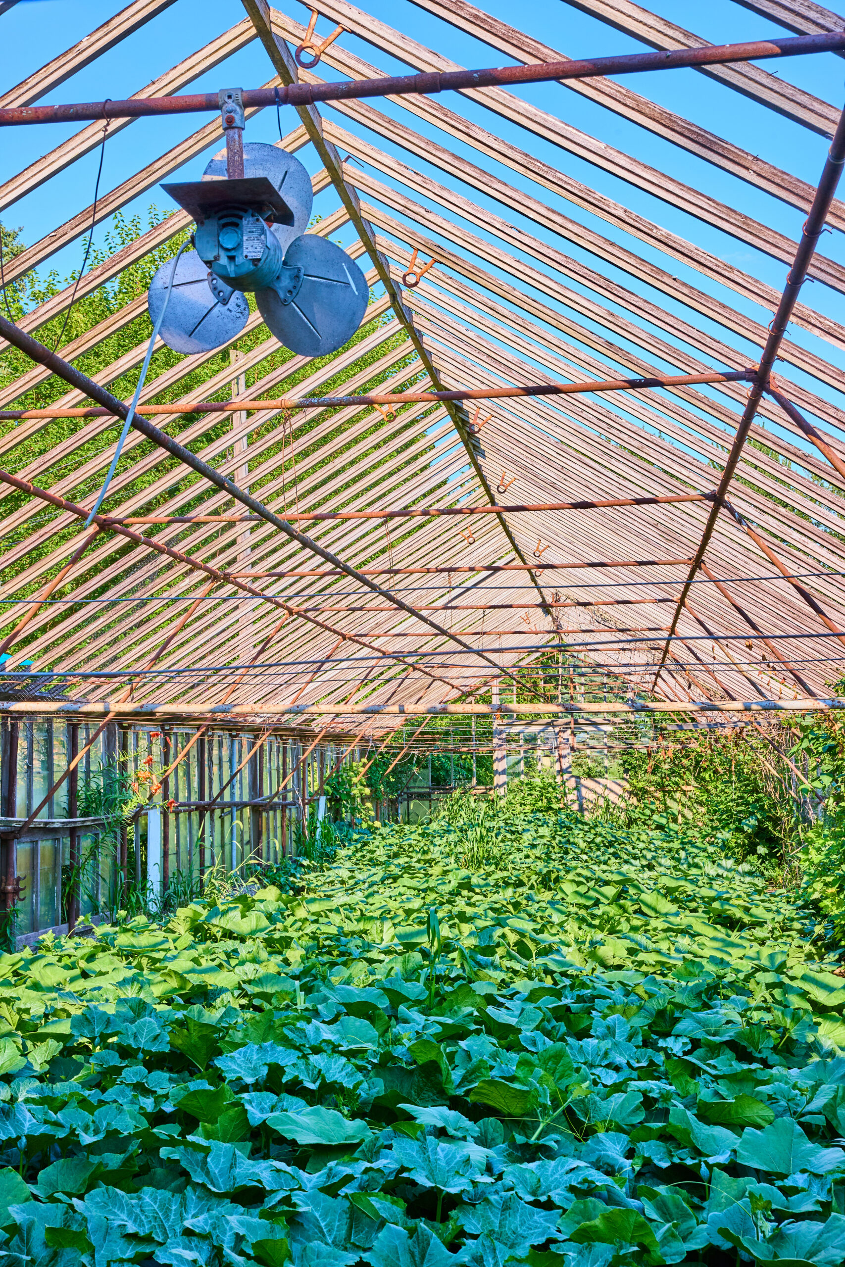 ventilator gewaechshaus scaled