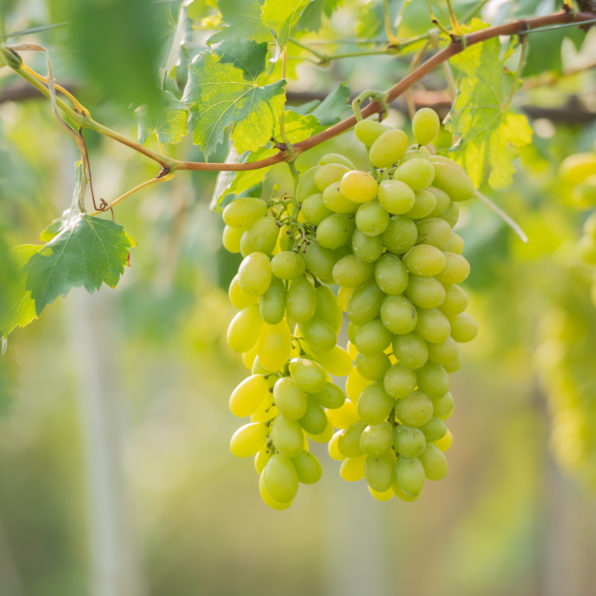 Obst im Gewächshaus weinrebe Obst im Gewächshaus