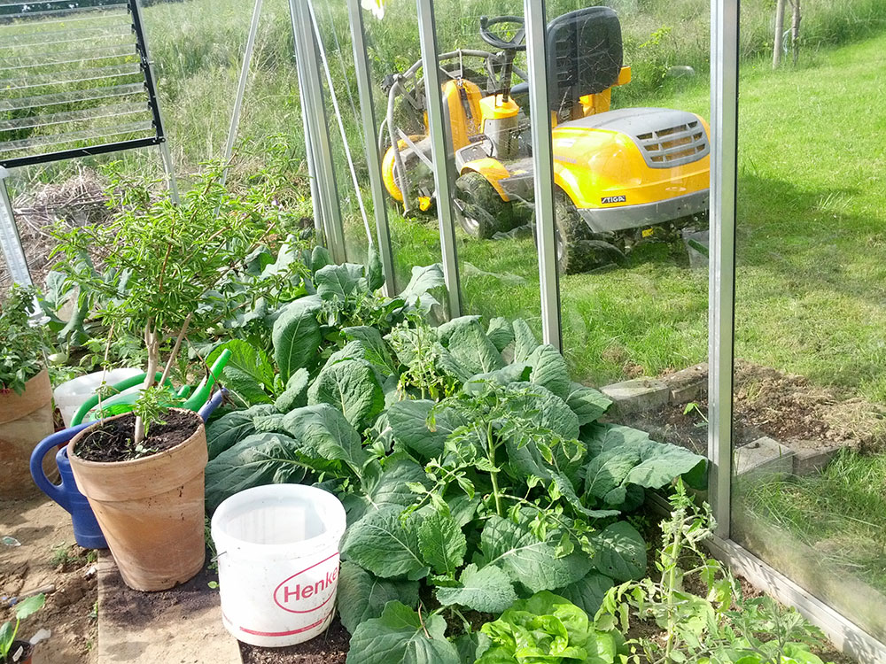 Tomaten Anbau bei Michels IMG 20140517 164900 IMG 20140517 164900