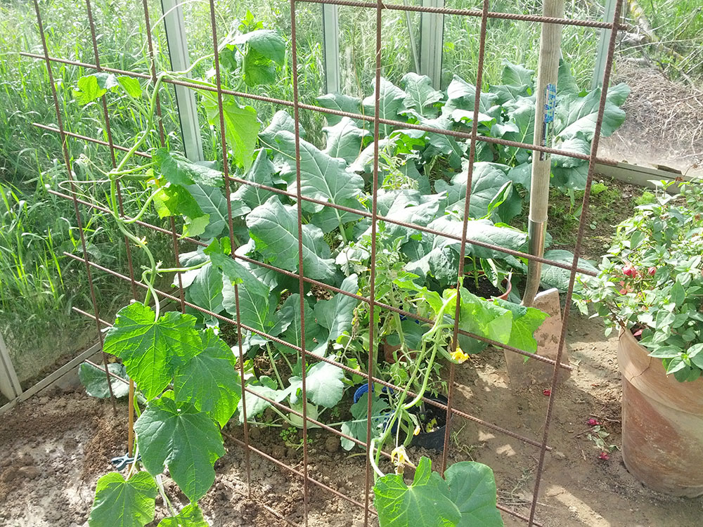 Tomaten Anbau bei Michels IMG 20140517 164913 IMG 20140517 164913