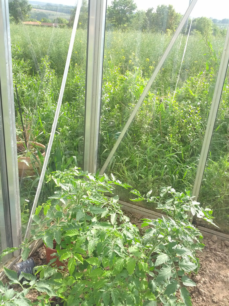 Tomaten Anbau bei Michels IMG 20140517 164923 IMG 20140517 164923