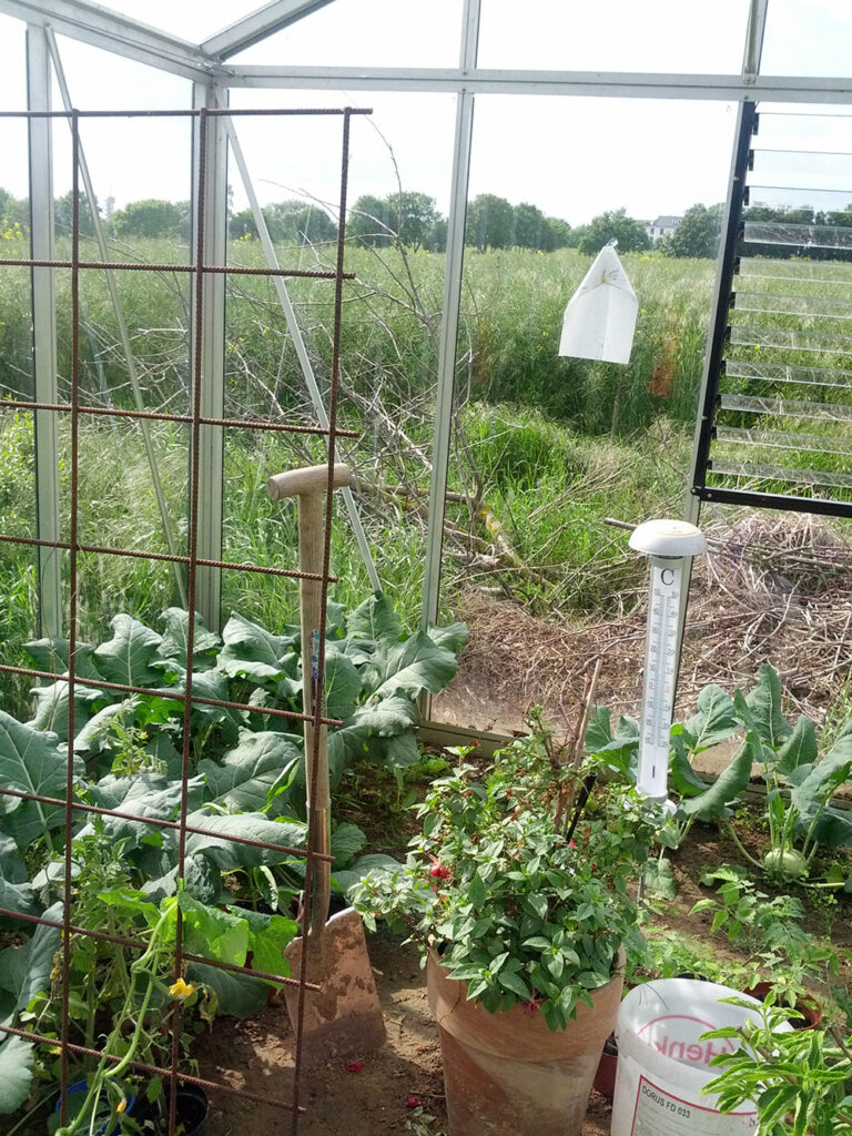 Tomaten Anbau bei Michels IMG 20140517 164943 IMG 20140517 164943