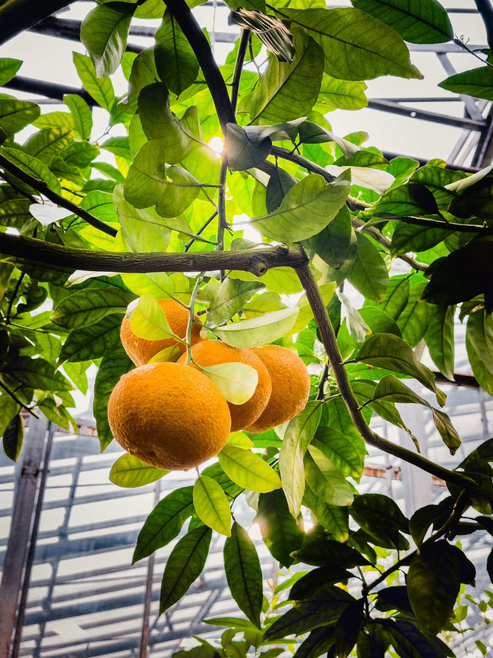 grapefruit scaled
