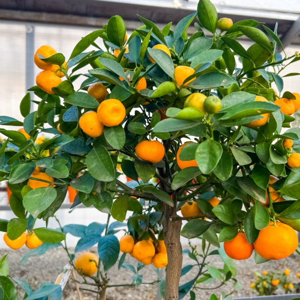 Zitruspflanzen im Gewächshaus überwintern und als Orangerie nutzen zitruspflanze Zitruspflanzen im Gewächshaus überwintern und als Orangerie nutzen