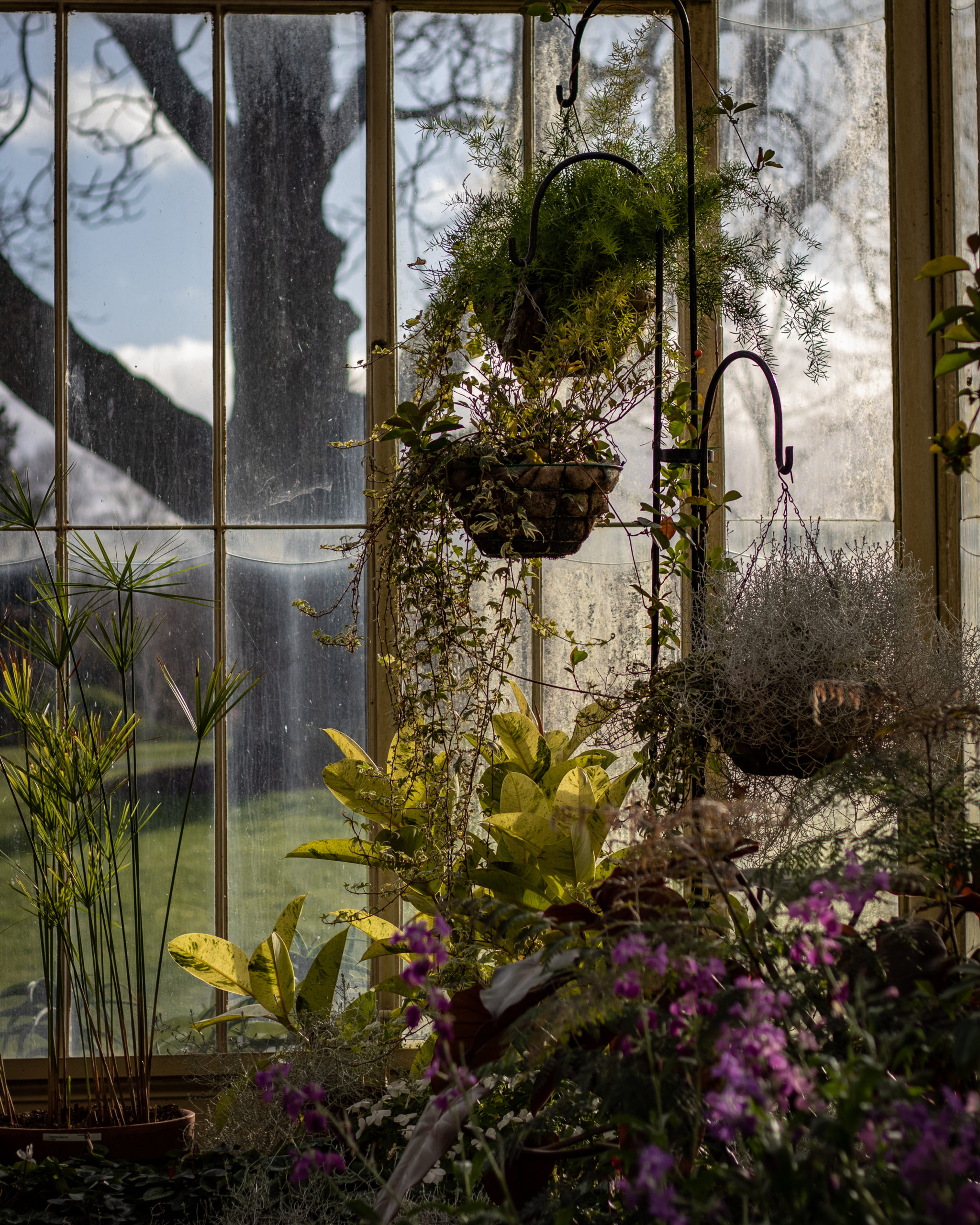 Kübelpflanzen im Gewächshaus überwintern Blumenbogen in einem Gewaechshaus scaled Blumenbogen in einem Gewaechshaus scaled