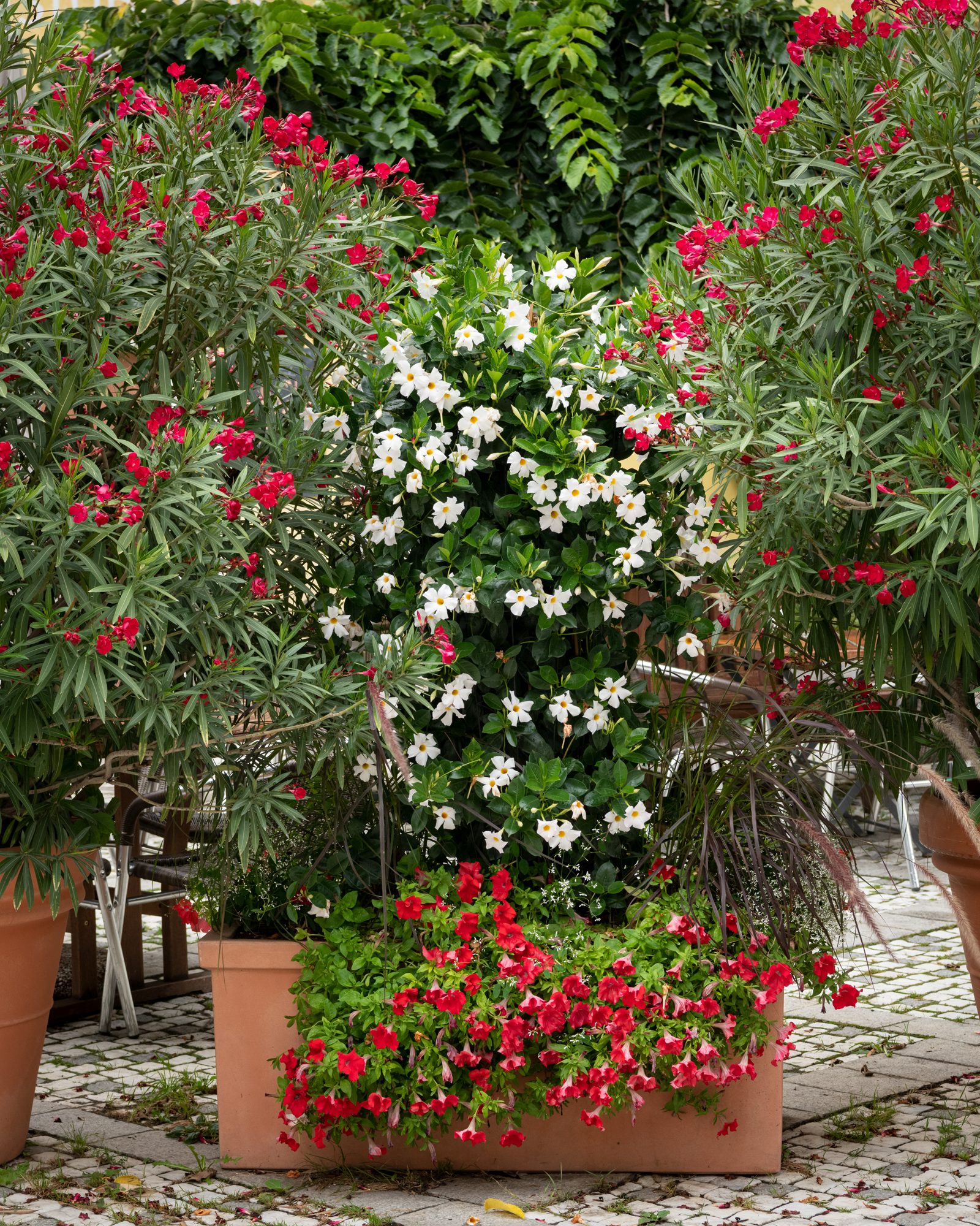 Roter Oleander und weisse Mandevilla