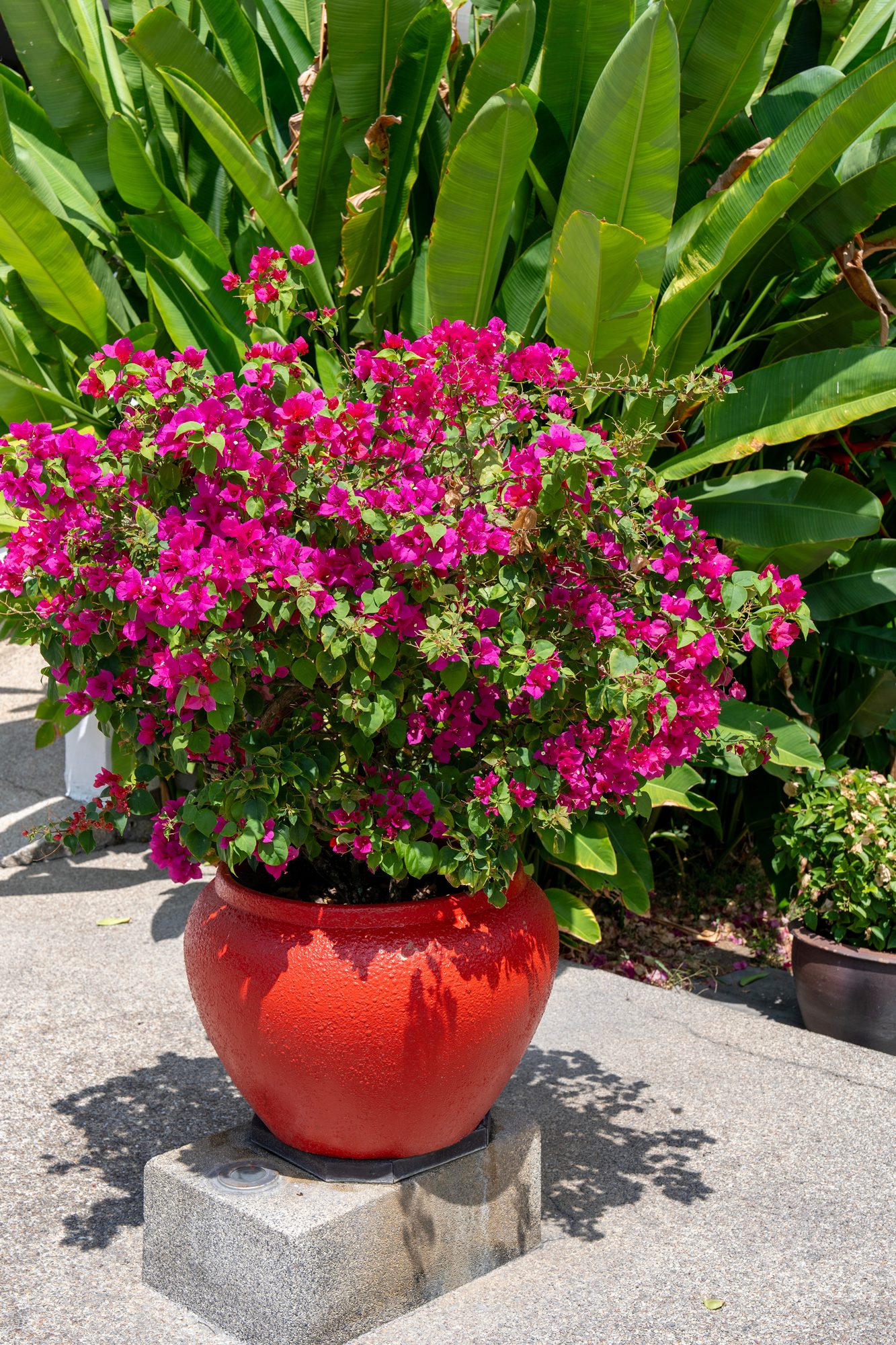 bougainvillea