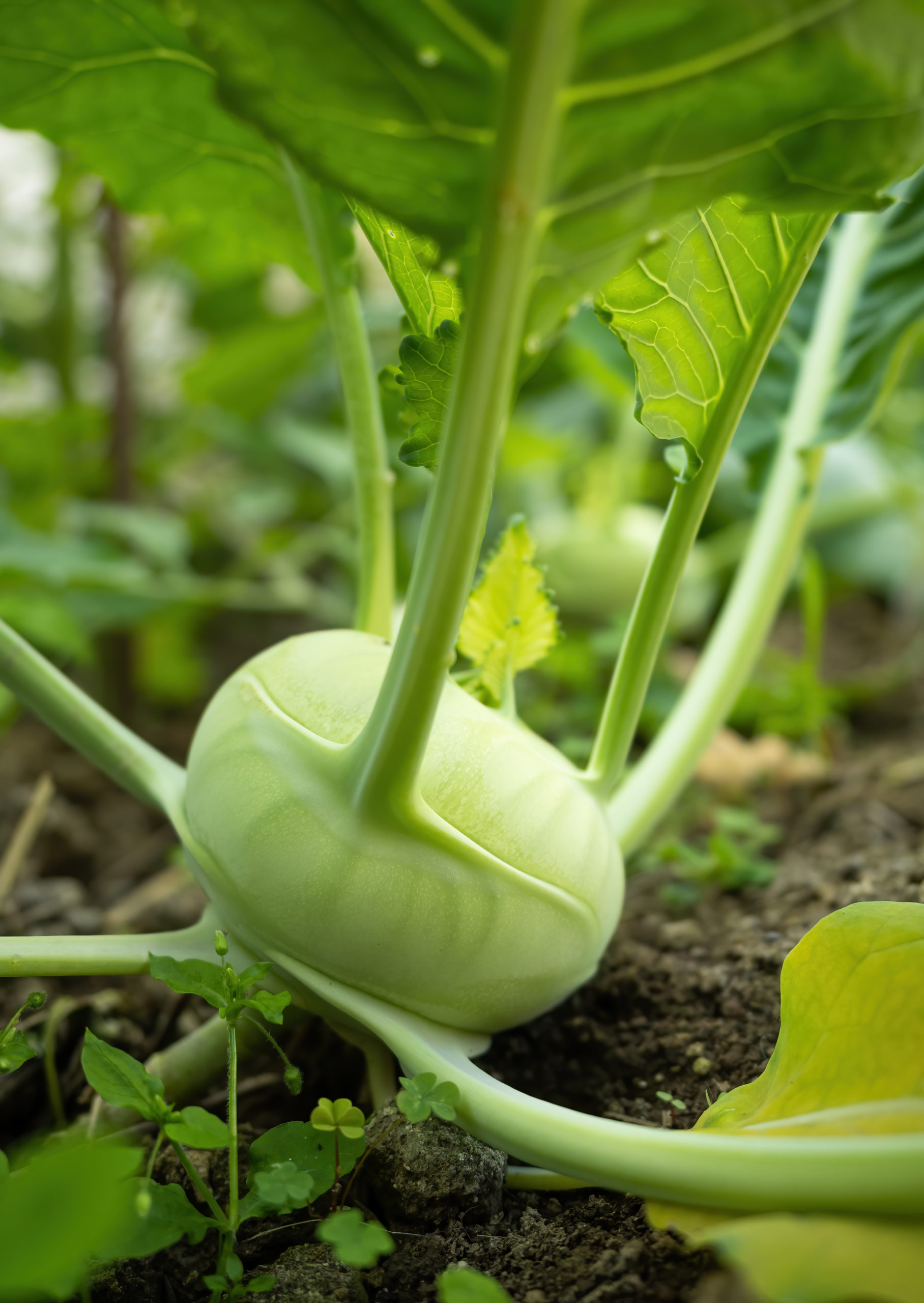 Wintergemüse im Gewächshaus kohlrabi scaled kohlrabi scaled