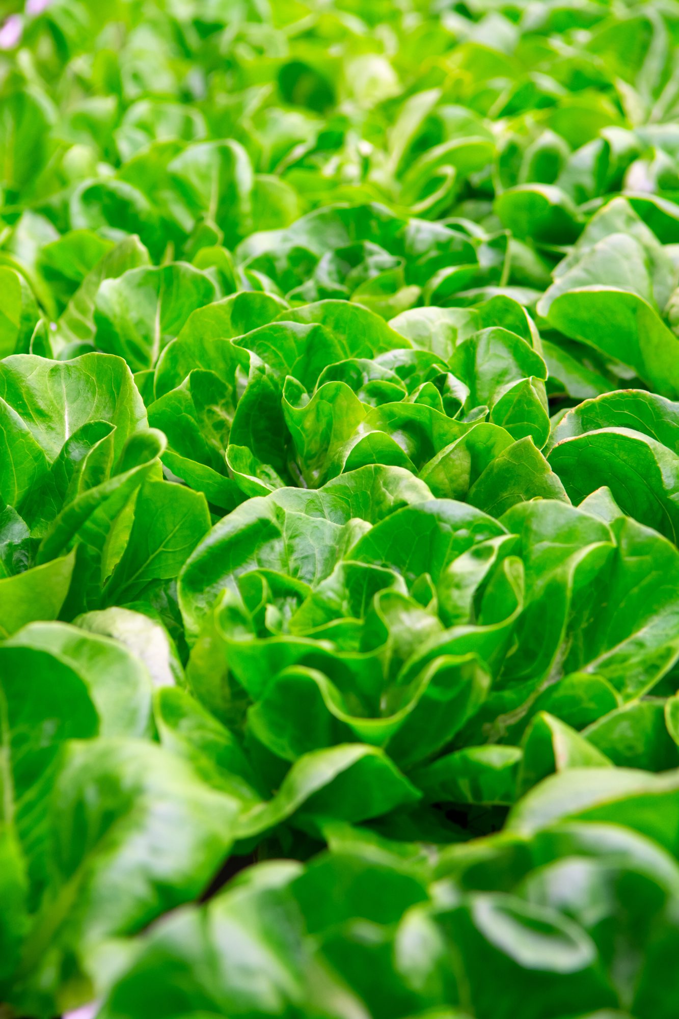 Wintergemüse im Gewächshaus kopfsalat kopfsalat
