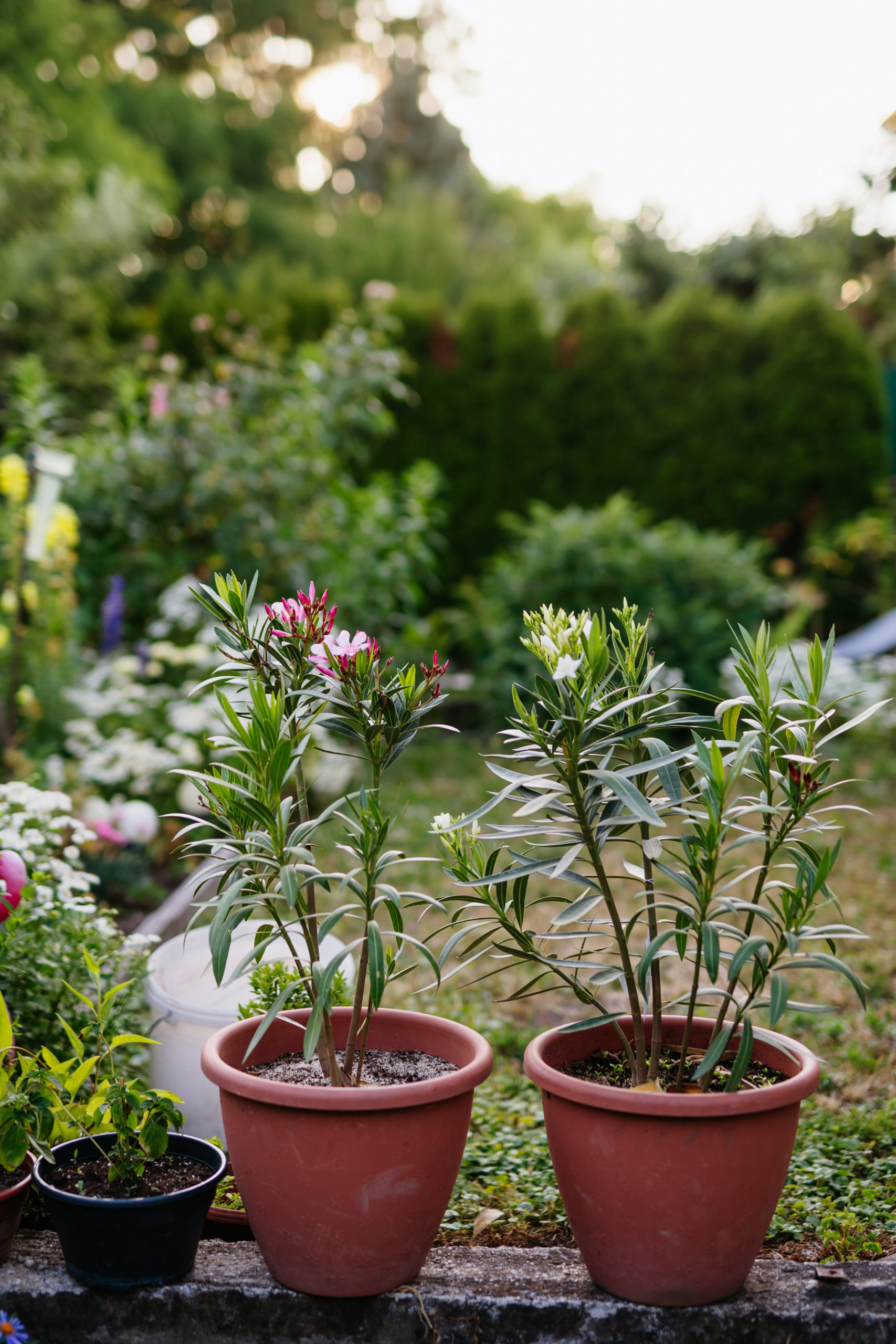 oleander scaled