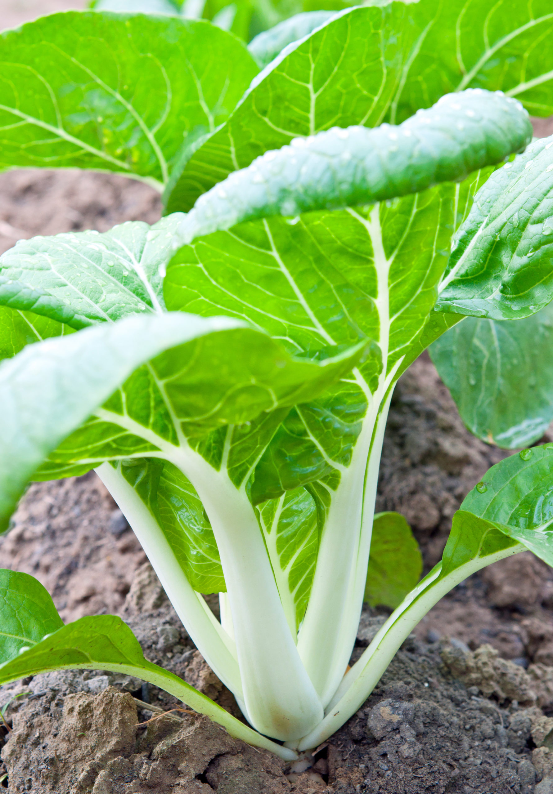 Wintergemüse im Gewächshaus pak choi scaled pak choi scaled