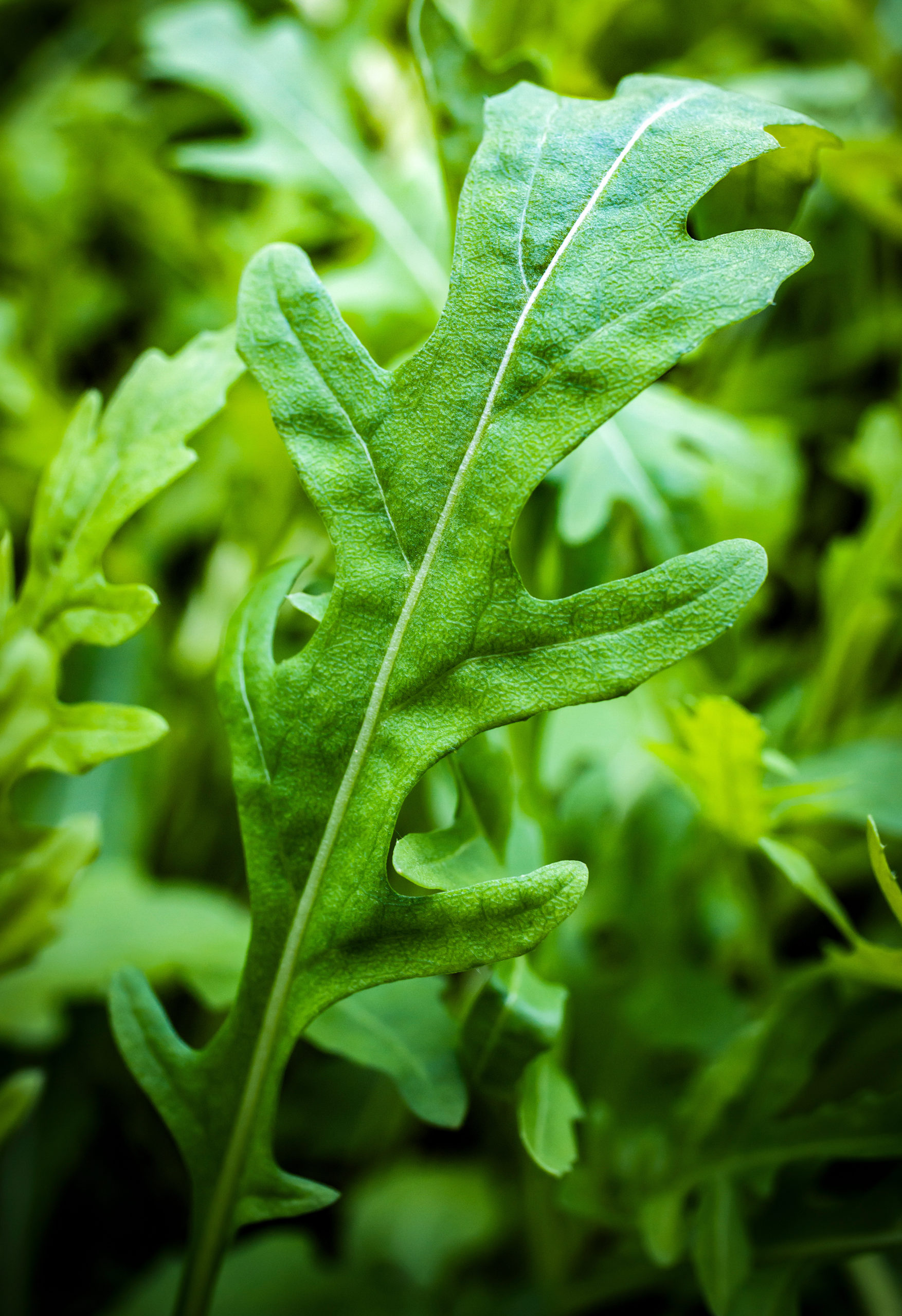 Wintergemüse im Gewächshaus rucola scaled rucola scaled