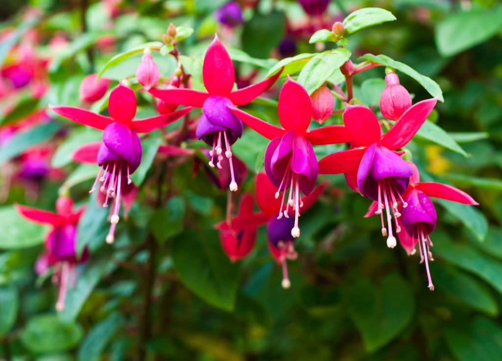 Blumen im Gewächshaus Fuchsie Fuchsie