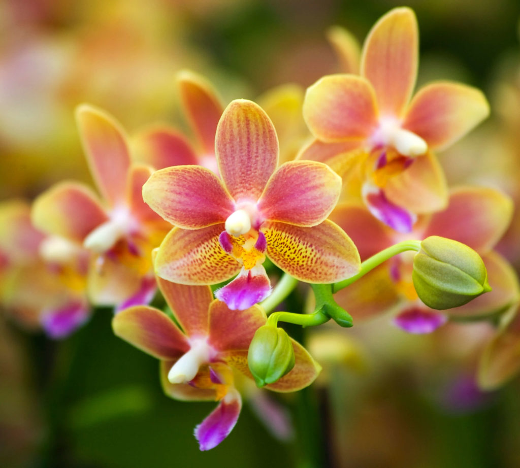 Blumen im Gewächshaus Orchideen Orchideen