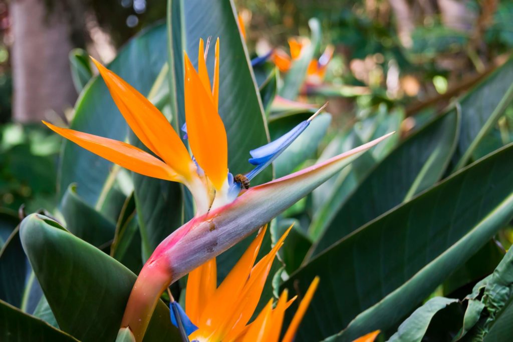 Blumen im Gewächshaus Strelitzie Strelitzie