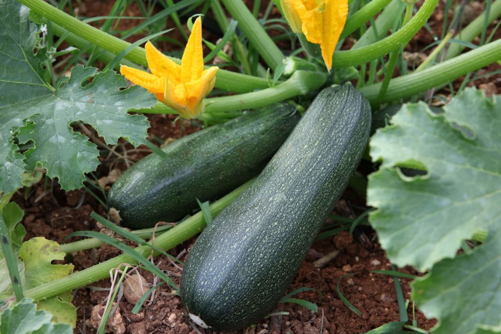 Erntezeiten im Gewächshaus Zucchini Zucchini